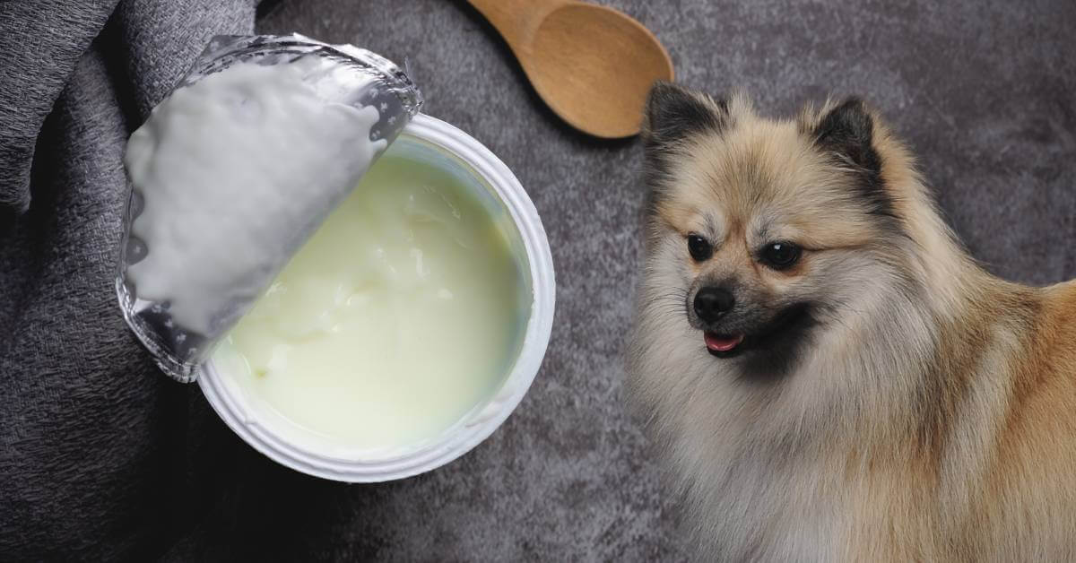 dog and greek yogurt in a cup